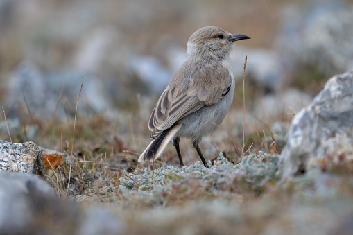 The ground tit, Tibetan ground-tit or Hume's ground-tit (Pseudopodoces humilis) Feeding