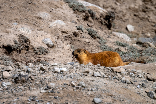 Long Tailed Marmot or Golden Marmot near Den- Collecting food for hibernation