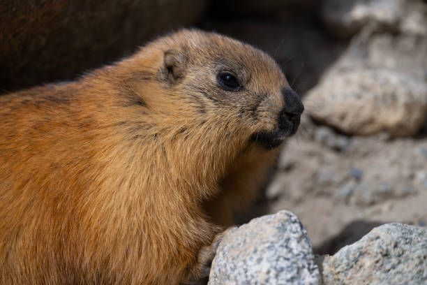 istock Long Tailed Marmot or Golden Marmot near Den 1764575794