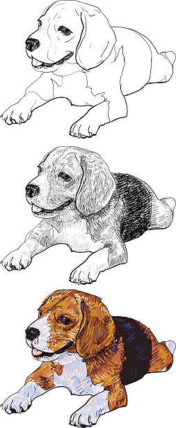 ilustrações, clipart, desenhos animados e ícones de deitado de beagle - tracing red pets dog