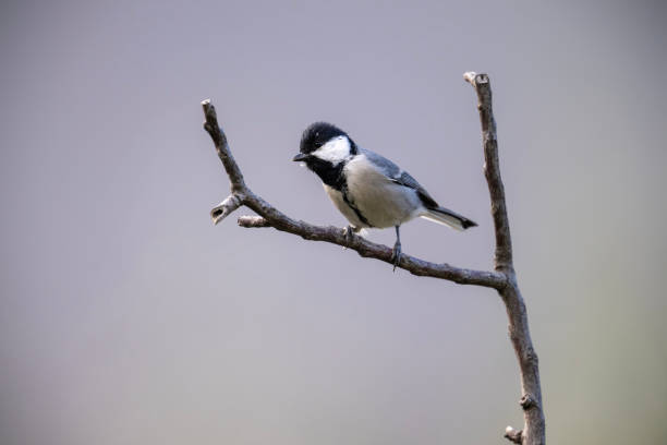 istock Cinereous tit perched on Branch 1764578422