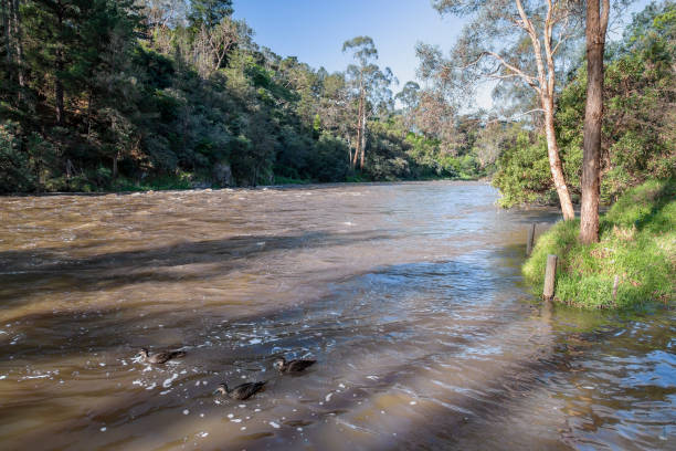 istock Three ducks swimming on the flooded Yarra River at Warrandyte River Reserve 1764591306