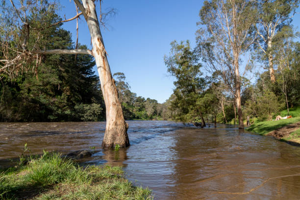 istock Relaxing on the river bank, overlooking submerged eucalyptus trees at Warrandyte River Reserve 1764598934