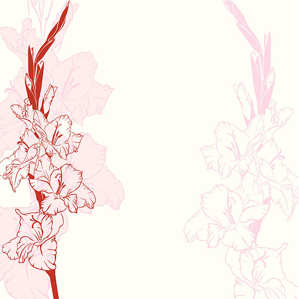 글라디올러스 꽃 배경기술 - gladiolus stock illustrations