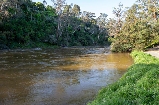 The wide Yarra River running at a high level beside the riverside walking path. High water floods near Melbourne at Warrandyte, Victoria, Australia.