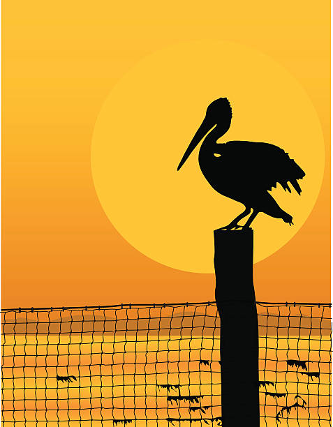 Pelican Sunset Silhouette of a pelican on a pole with netting pelican stock illustrations