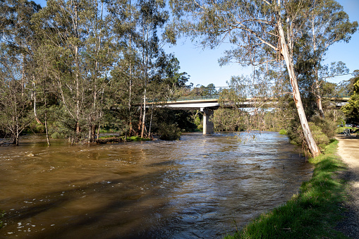 Looking down the flooded Yarra River, with Warrandyte Bridge in the background and the riverside footpath to the right. High water floods near Melbourne at Warrandyte, Victoria, Australia. 8 October 2023.