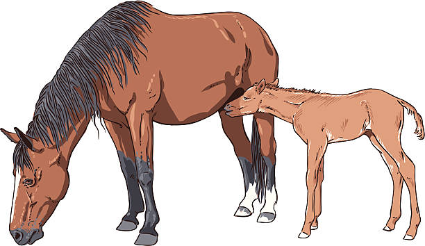 Mare feeding her foal vector art illustration