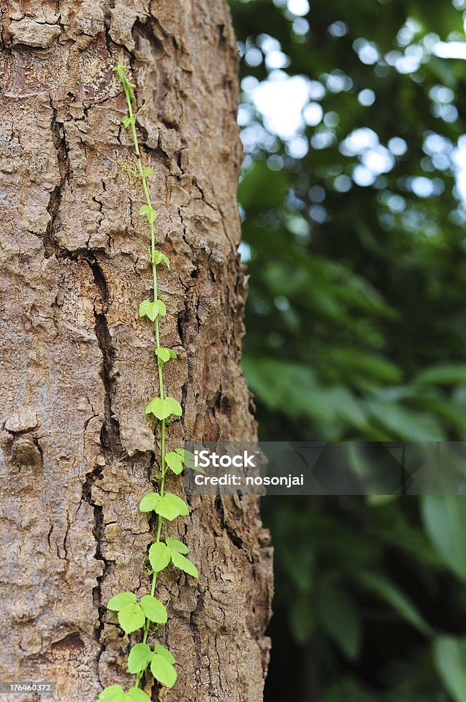 바인 creeps 따라 나무 새로운 성장 - 로열티 프리 0명 스톡 사진