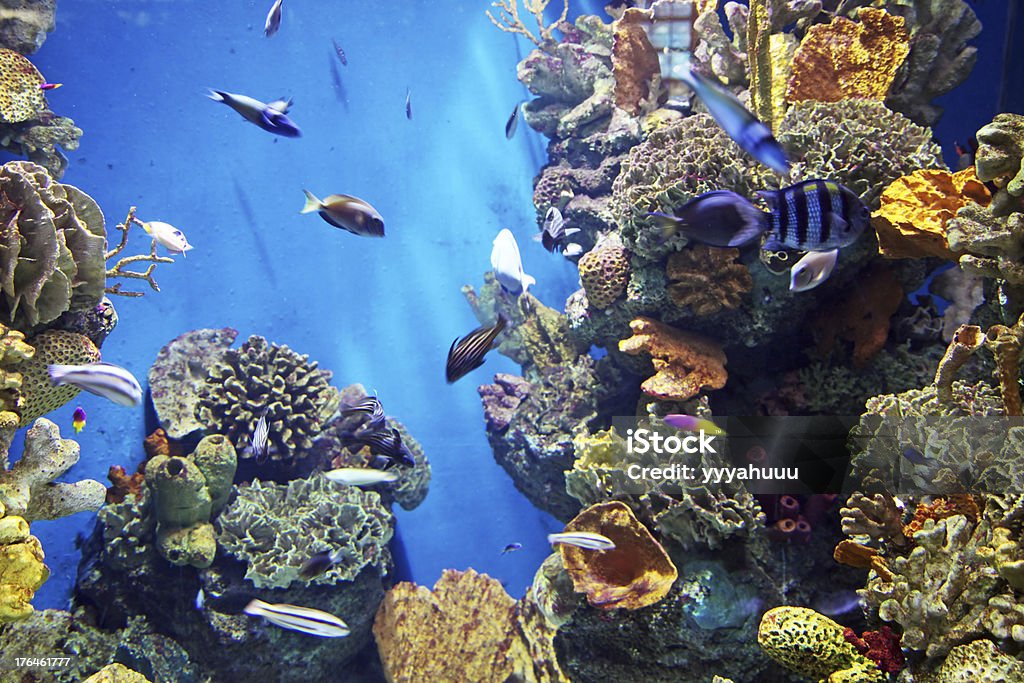 - Aquarium - Lizenzfrei Aquatisches Lebewesen Stock-Foto