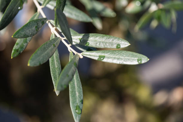 istock Olive leaves wet with raindrops. 1764626611