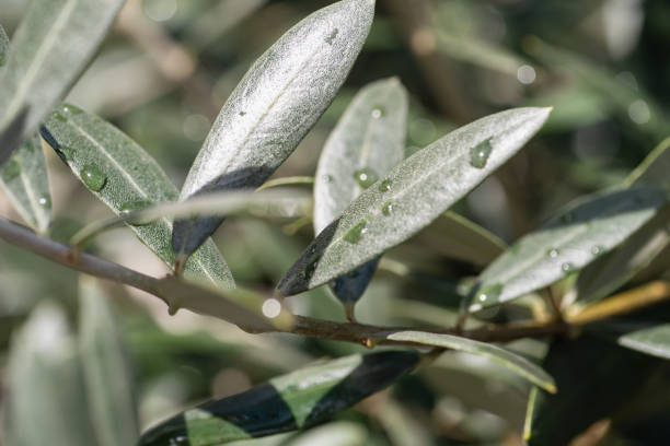 istock Olive leaves wet with raindrops. 1764626623