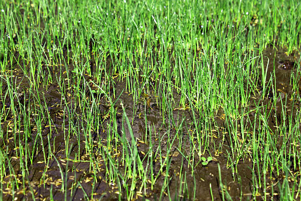 istock The growing plants close relations young grass. 176462996
