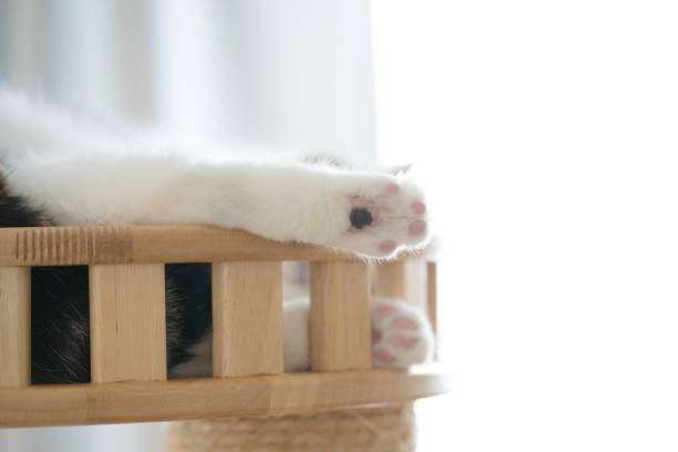 istock cat care concept with scottish cat sleep in cat house 1764630556