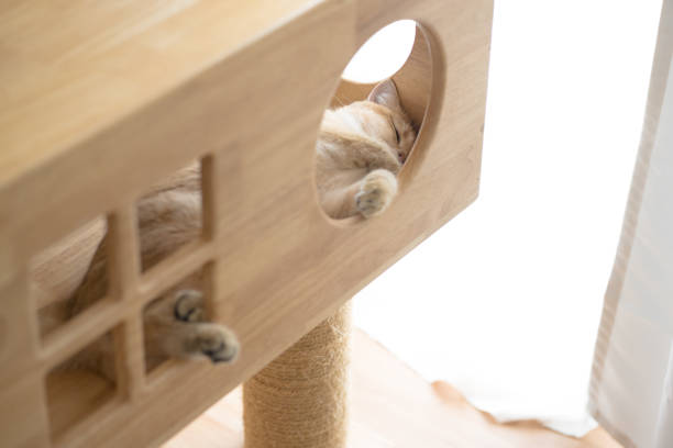 istock cat care concept with british cat sleep in cat house 1764630558
