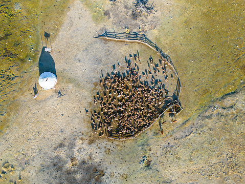 An overhead aerial drone view of a remotely located nomadic herder ger camp, with livestock, in Khuites Valley, in the Altai Mountains of Western Mongolia. The Kazakh province is home to nomadic herders and eagle hunters, who spend the summer months living in gers and grazing their livestock in the area, before migrating to a winter camp in the mountainous region.