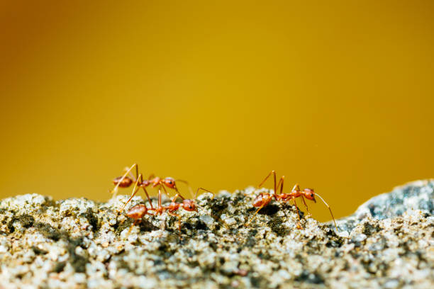 Close-up of red ants walking on a rock with a yellow background. The ants are in focus and the background is blurred. The ants are walking on a rough, textured surface. The image is taken from a low angle, giving the ants a larger-than-life appearance.
