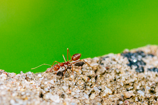 Macro shot of a red ant standing on a gray rock with a rough texture. The ant is in focus and is standing on its hind legs, with its antennae and six legs visible. The background is a bright green color, providing a contrast to the gray rock and making the ant stand out.