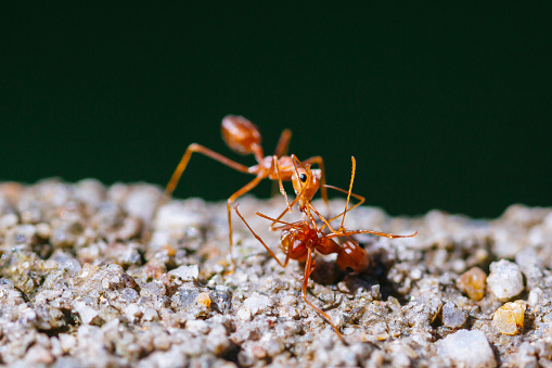 Macro shot of An ant on a gravel surface. The ant is red and is standing on its hind legs. The ant is holding a smaller ant in its mandibles. The background is a blurred dark green color.