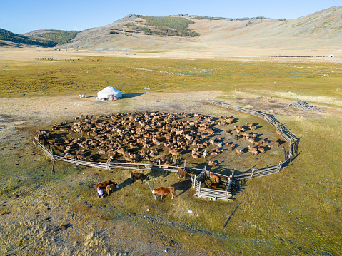 Aerial drone view of a nomadic herder family ger camp, in Khuites Valley, in the Altai Mountains of Western Mongolia. The Kazakh province is home to nomadic herders and eagle hunters, who spend the summer months living in gers and grazing their livestock in the area, before migrating to a winter camp in the mountainous region. A woman is hand-milking one of the cows close to the family ger, with goats & sheep kept nearby.