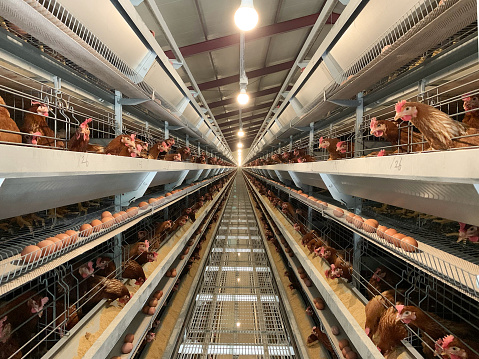 (noise and blur some chicken) Layer Chickens with Multilevel production line conveyor production line of chicken eggs of a poultry farm, Layer Farm housing, Agriculture technological equipment factory