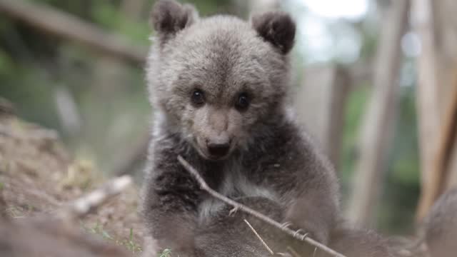 Close-up of bear cub sitting and playing