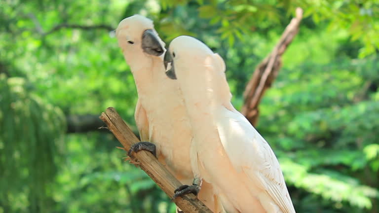 29,862 Animal Romance Stock Videos and Royalty-Free Footage - iStock | Animal in love, That only you i miss, Animal love 29,862 Animal Romance Stock Videos and Royalty-Free Footage - iStock | Animal in love, That only you i miss, Animal love