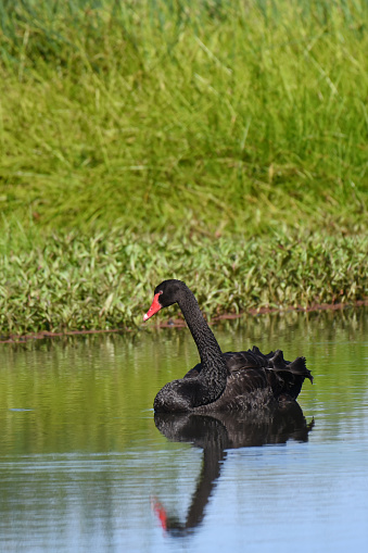 An unmistakable, large black swan with a red bill. This species is typically found along inland waterways, rivers, sewage ponds, and coastal lagoons and inlets.