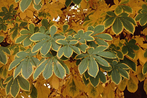 Shot of foliage of a staghorn sumac tree in autumn.