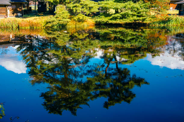 Pine trees reflected on the surface of the water