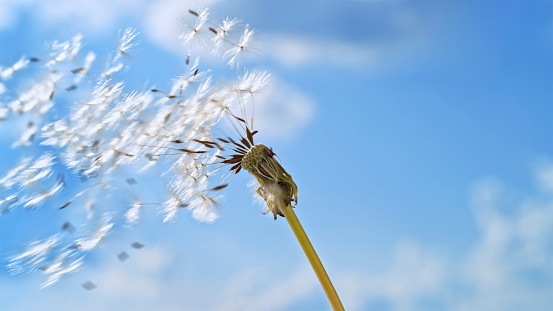 Low angle view of seeds coming out from dandelion flower.