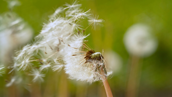 Close-up of seeds coming out from dandelion flower.