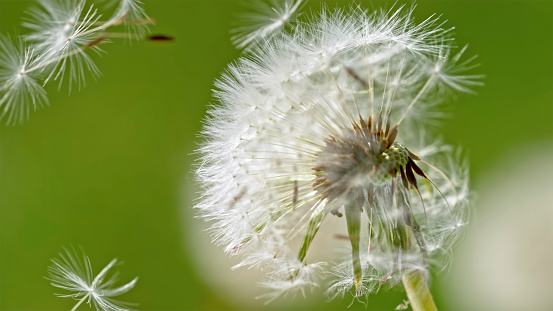 Dandelion seeds blowing in the wind across a summer field background, conceptual image meaning change, growth, movement and direction.