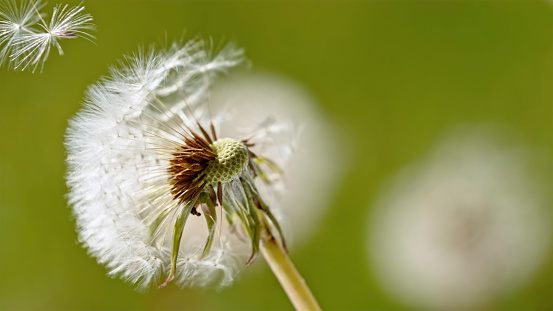 Close-up of seeds coming out from dandelion flower.