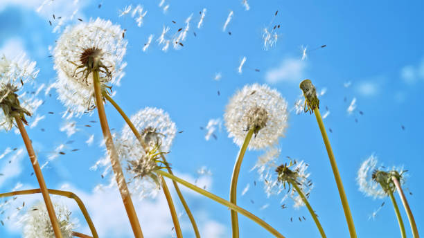 istock Dandelion seeds flying in sky 1764661532