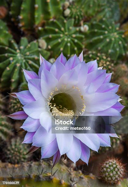 Flower Stock Photo - Download Image Now - Blossom, Cactus, Close-up
