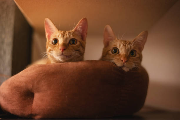 The cat's namesake is in the same bed.