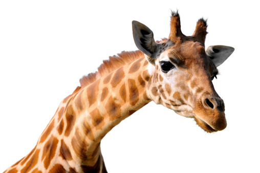 Portrait of giraffe (Camelopardalis) isolated on white background