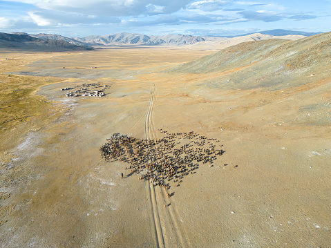 Aerial drone view of a nomadic herder on his horse, guiding livestock through Khuites Valley, in the Altai Mountains of Western Mongolia. The Kazakh province is home to nomadic herders, who spend the summer months living in gers and grazing their livestock in the area, before migrating to a winter camp in the mountainous region. Ahead of the heart shaped movement of animals is a cemetery with wooden structures, marking the graves of herder families who have lived in the valley.