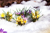 beautiful spring flowers crocuses spring break out from under the snow
