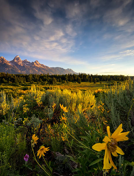 istock Wildflowers in the Tetons 176467506