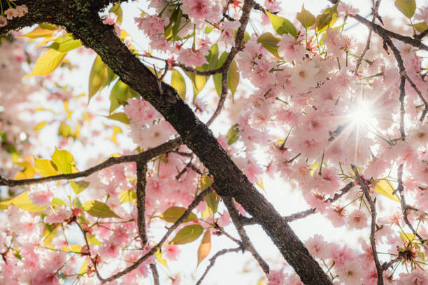 istock Spring Cherry blossoms, pink flowers. nature background. 1764676861