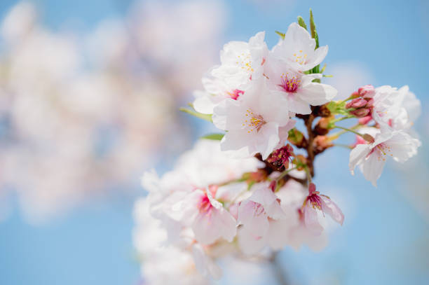 istock Spring Cherry blossoms, pink flowers. nature background. 1764676876
