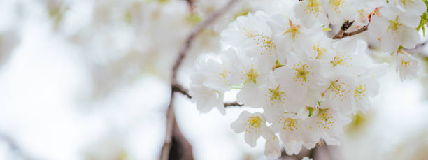 istock Spring Cherry blossoms, pink flowers. nature background. 1764676880