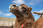 Head shot of a Bactrian camel in the Altai Mountains
