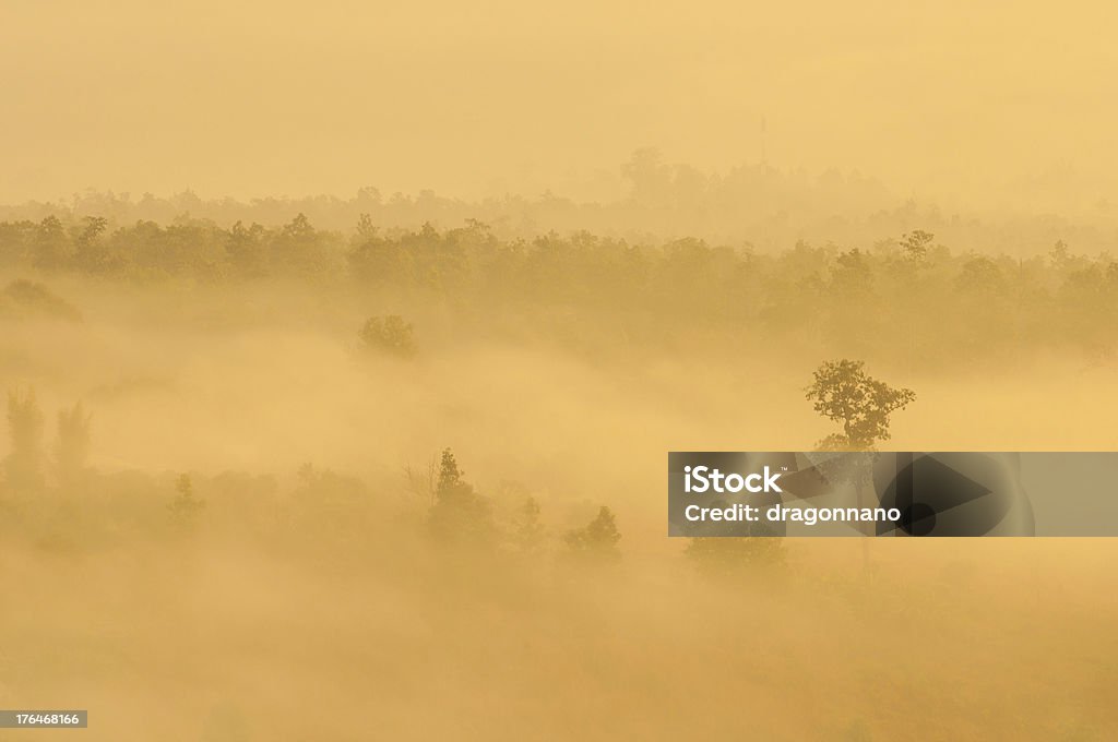 Bare Tree In A Fog Covered Bare Tree In A Fog Covered Field Boredom Stock Photo