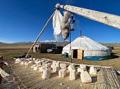 Drying yak curd outside a Kazakh nomadic herder's ger