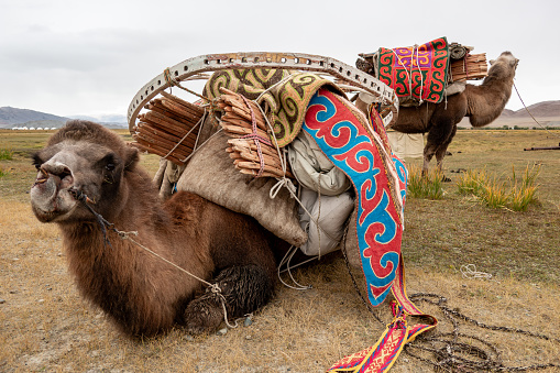 Two Bactrian camels loaded with a packed up Mongolian ger in the Kazakh area of the Altai Mountains. The ger belongs to a nomadic herder family who migrate to different grazing areas with each season.