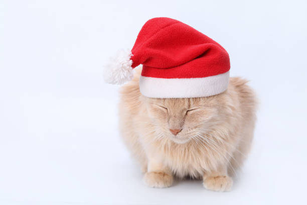istock Cat Santa Claus is tired and resting. 1764687355