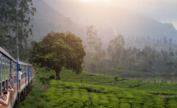 train from Nuwara Eliya to Kandy among tea plantations in the highlands of Sri Lanka train from Nuwara Eliya to Kandy among tea plantations in the highlands of Sri Lanka nuwara eliya stock pictures, royalty-free photos & images